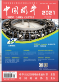 中国奶牛