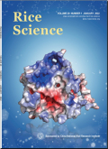 水稻科学（英文版）